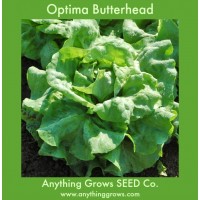 Lettuce - Optima Butterhead - Organic